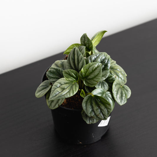 Peperomia Moonlight (95mm Pot Size)