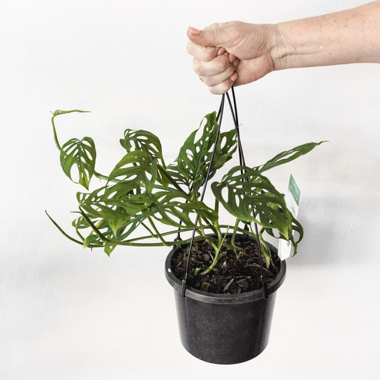 Monstera Adansonii (180mm Pot Size)