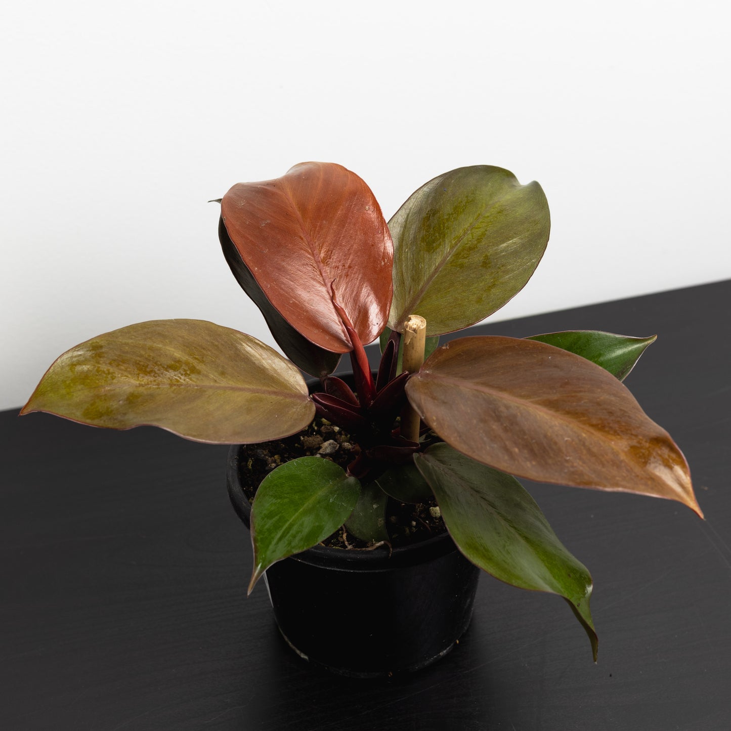 Philodendron 'Prince Orange' (130mm Pot Size)