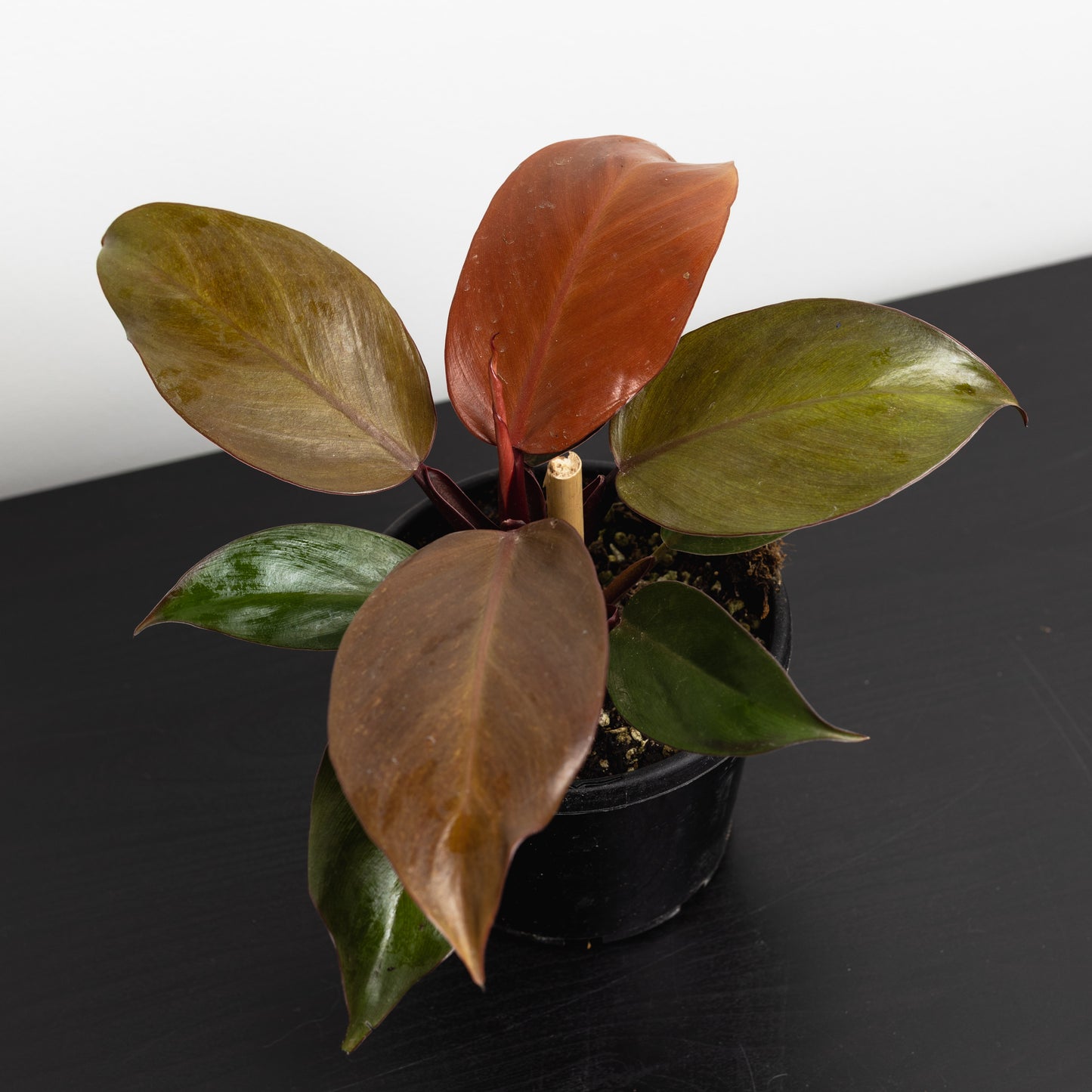 Philodendron 'Prince Orange' (130mm Pot Size)