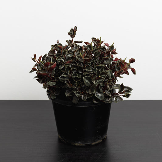 Peperomia Galaxy (130mm Pot size)