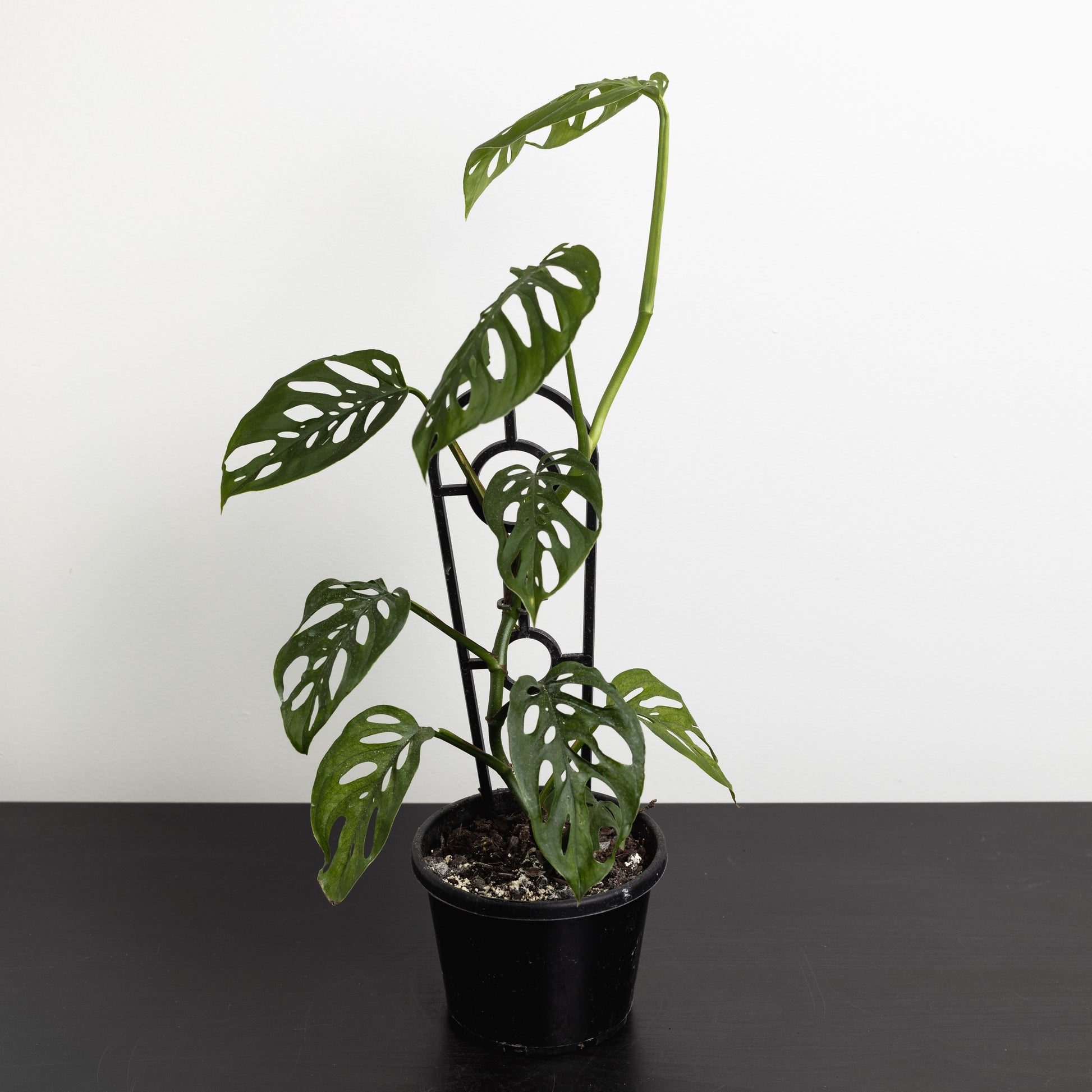 monstera adansonii litt Monstera Adansonii (130mm Pot Size) – Little Fox Lane