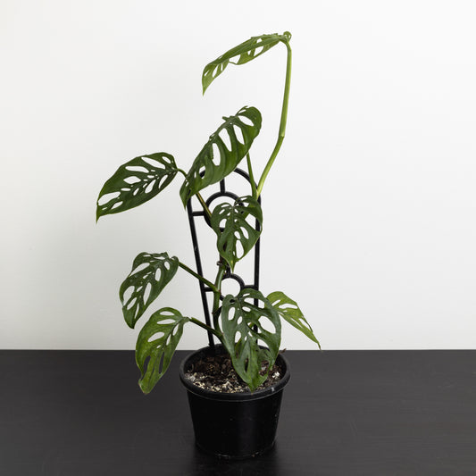 Monstera Adansonii (130mm Pot Size)
