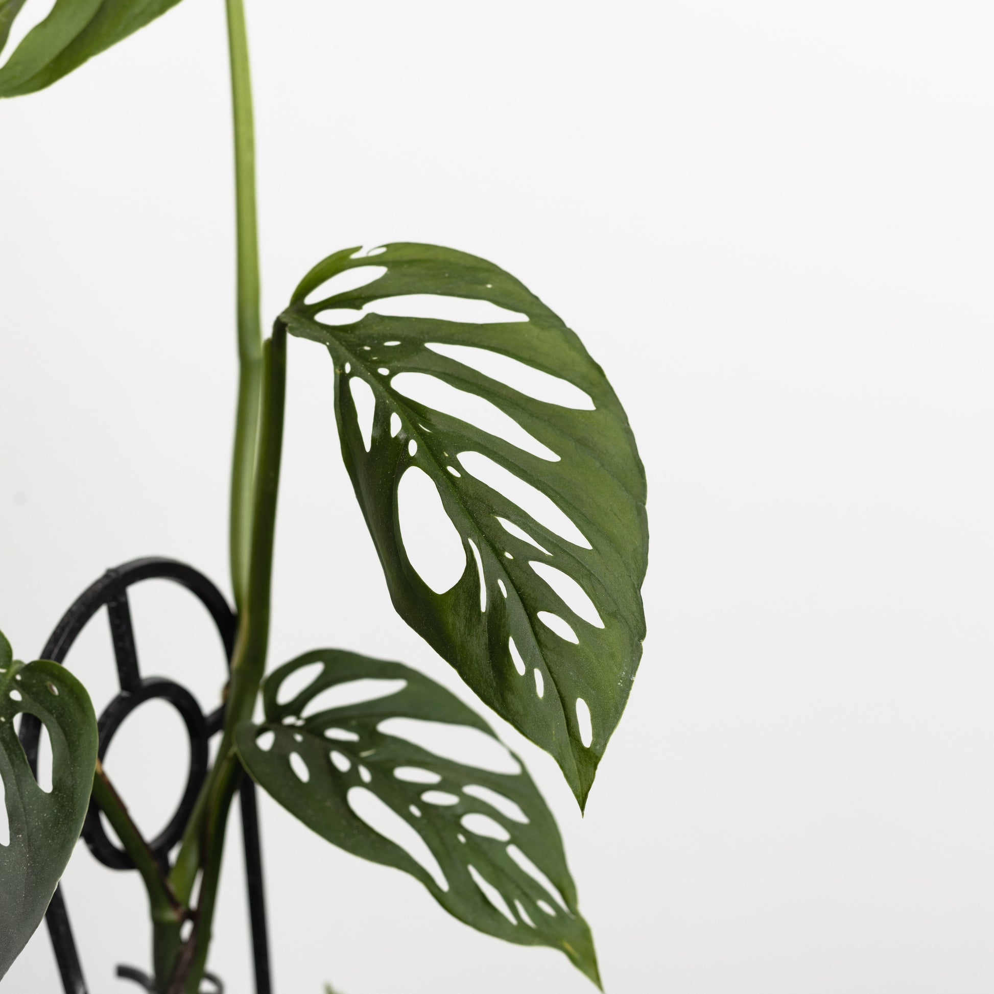 monstera adansonii leaves getting smaller Monstera Adansonii (130mm Pot Size) – Little Fox Lane