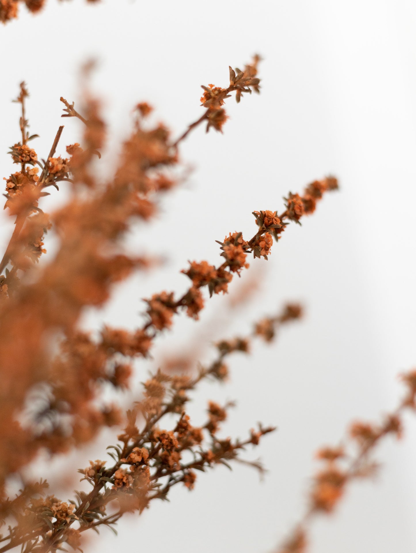 Dried flower bunch (Orange)