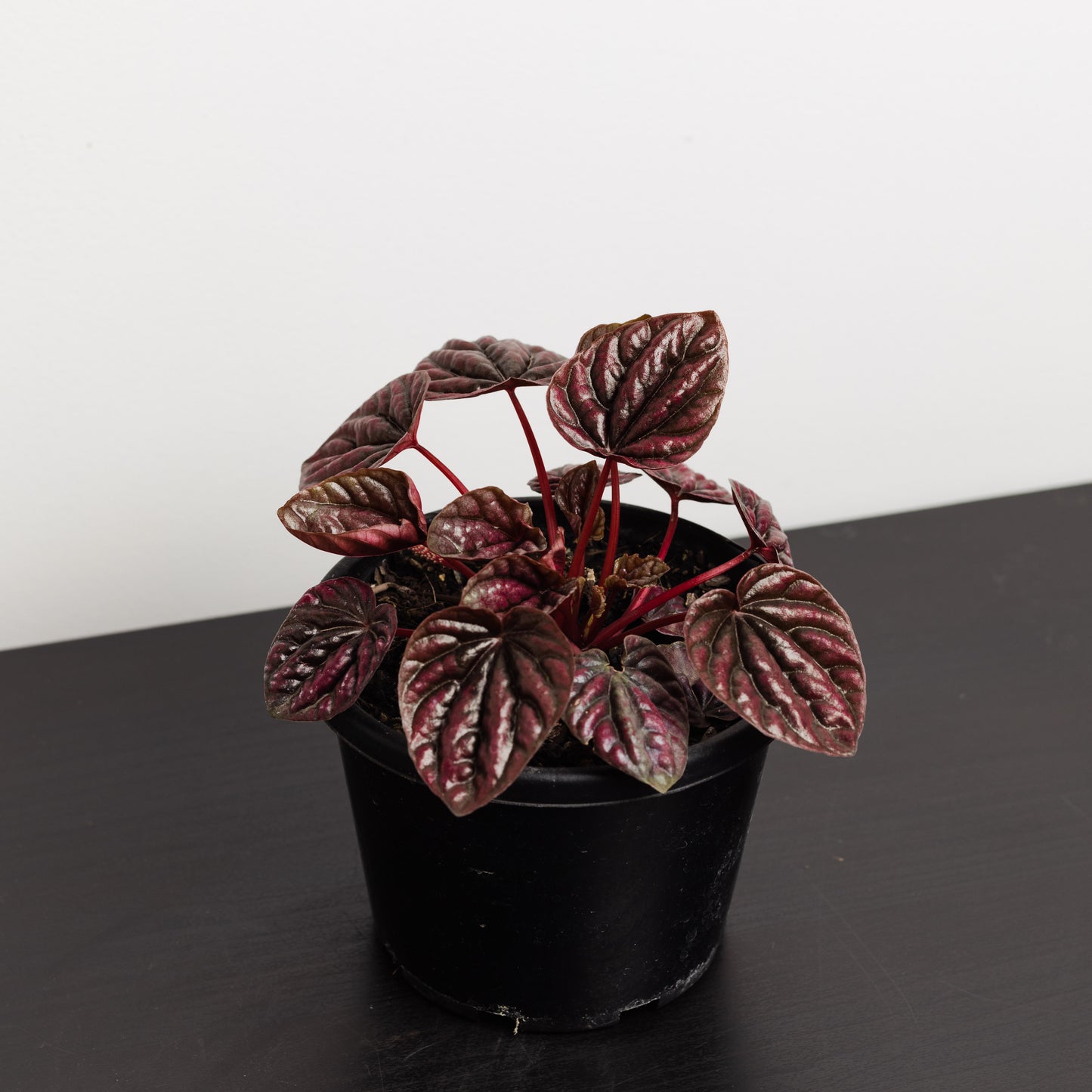 Peperomia Schumi Red  (130mm Pot Size)