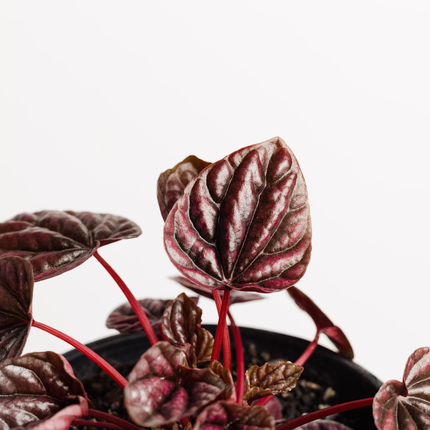 Peperomia Schumi Red  (130mm Pot Size)