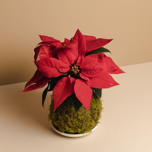 Poinsettia Mossball Kokedama