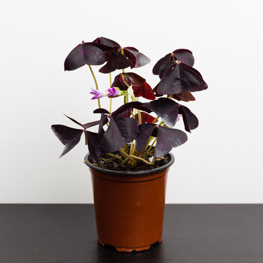 Oxalis Triangularis (90mm Pot Size)