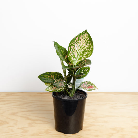 Aglaonema Wishes (130mm pot size)