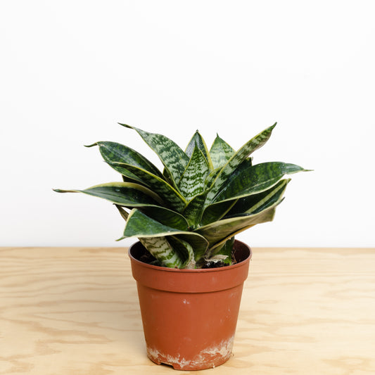 Sansevieria (120mm Pot Size)