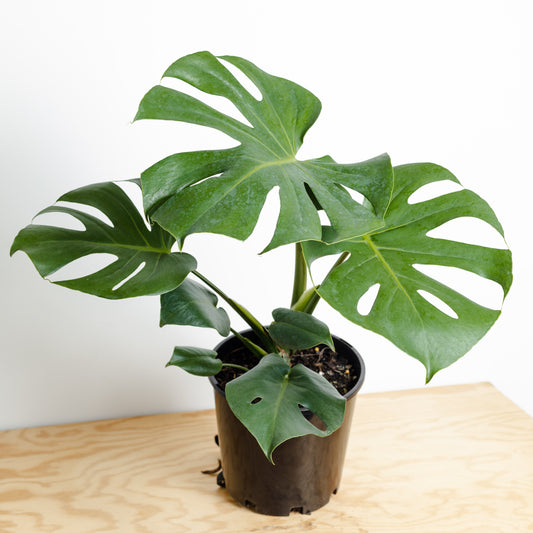 Monstera Deliciosa (180mm pot size)