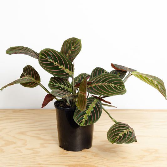 Maranta Red Vein (120mm Pot Size)