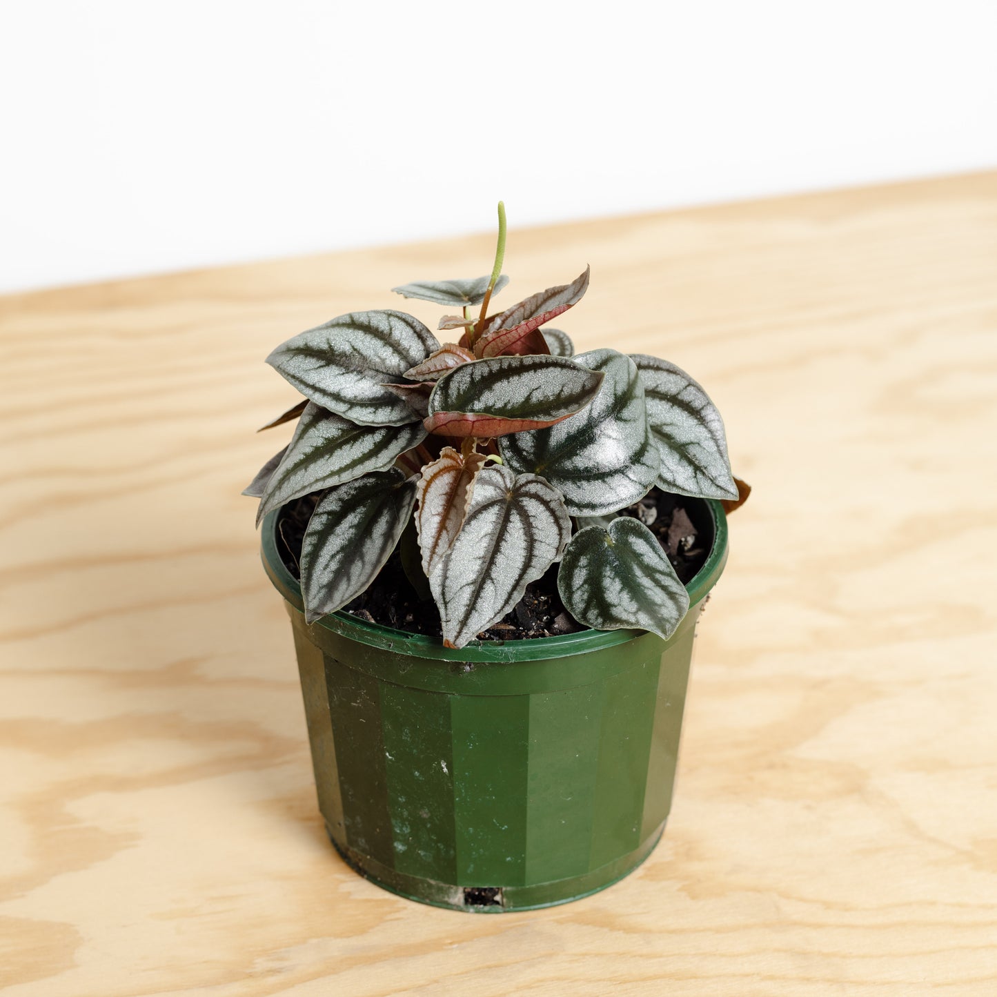 Peperomia Red Watermelon (120mm Pot Size)