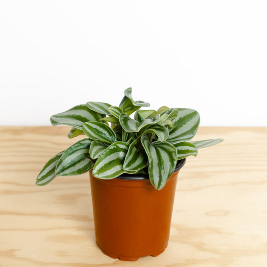 Peperomia Mini Watermelon (95mm Pot size)