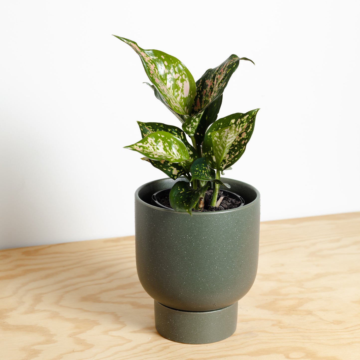 Aglaonema Wishes in Cypress Green Finch Pot by Evergreen Collective