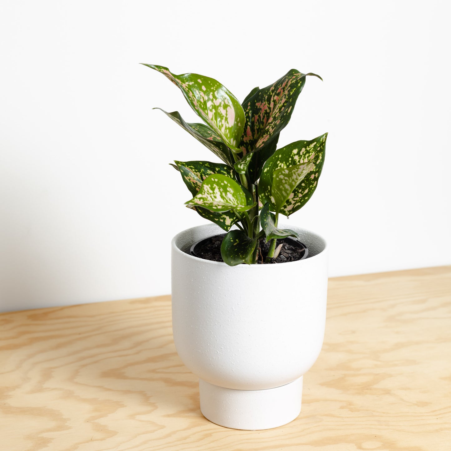 Aglaonema Wishes in White Finch Pot by Evergreen Collective