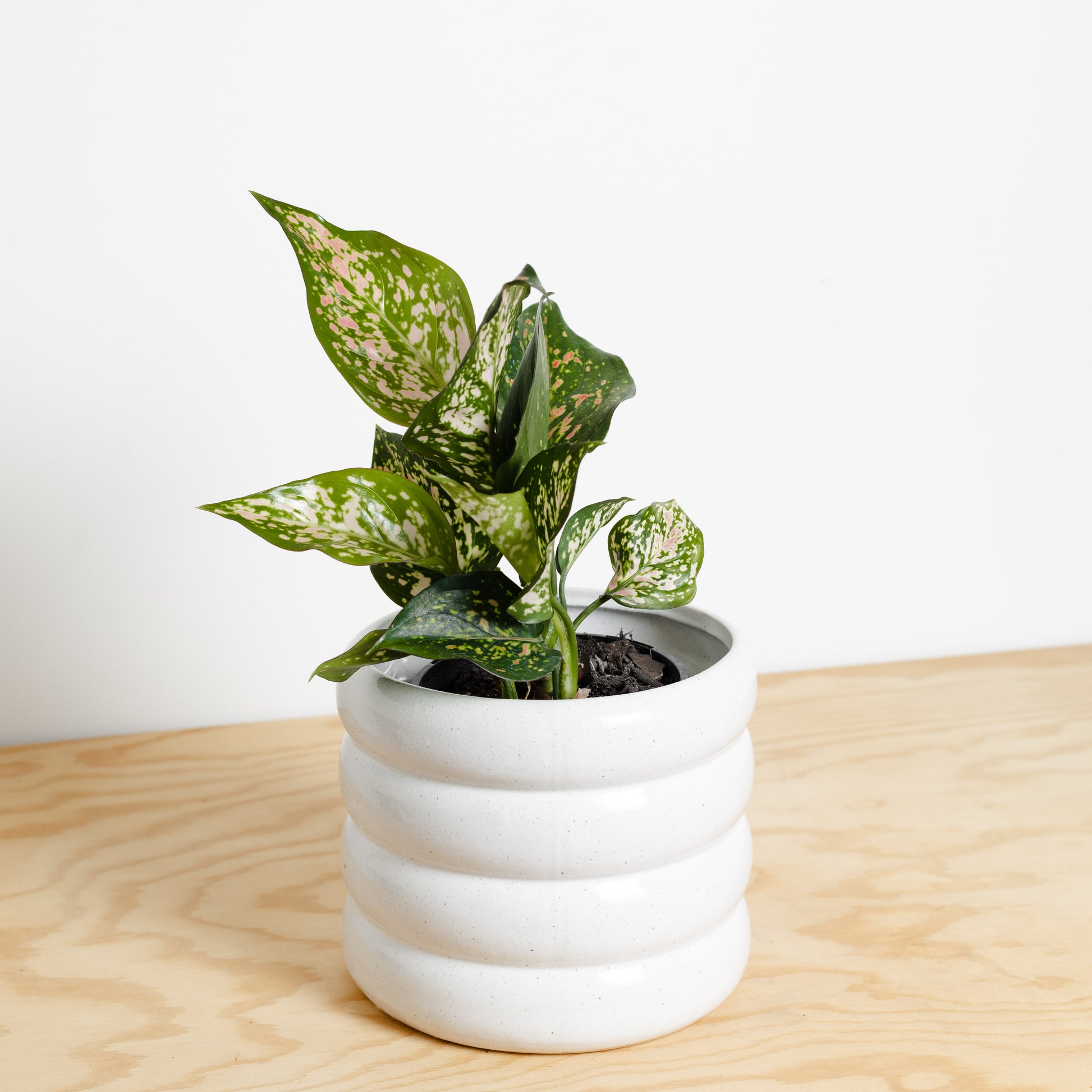 Aglaonema Wishes in Luna White Pot by Evergreen Collective