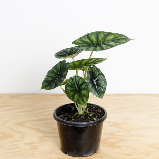 Alocasia Baginda, Dragon Scale