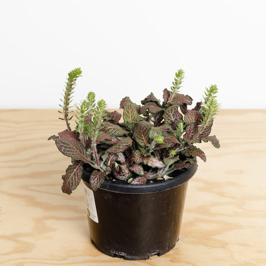 Fittonia 'Red', Nerve Plant (140mm Pot Size)