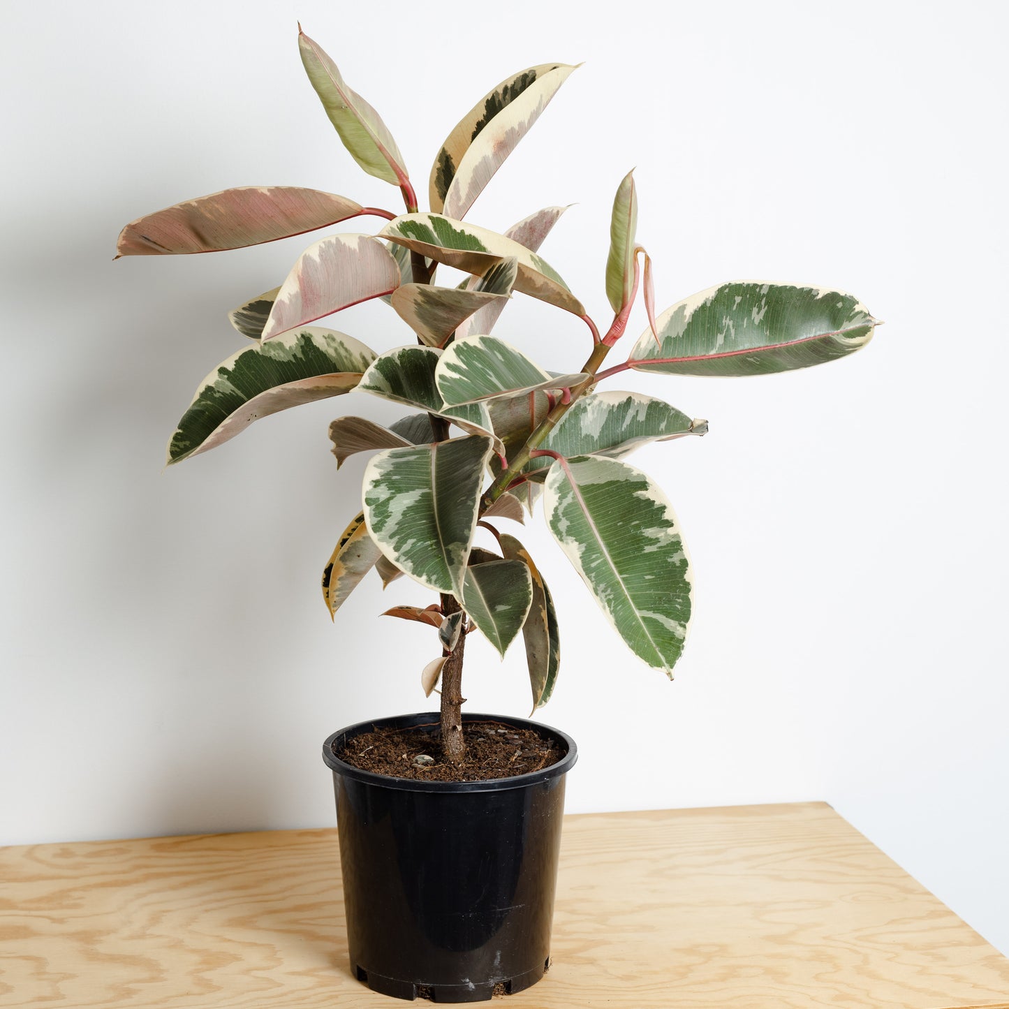 Ficus Tineke, Rubber tree (200mm Pot)