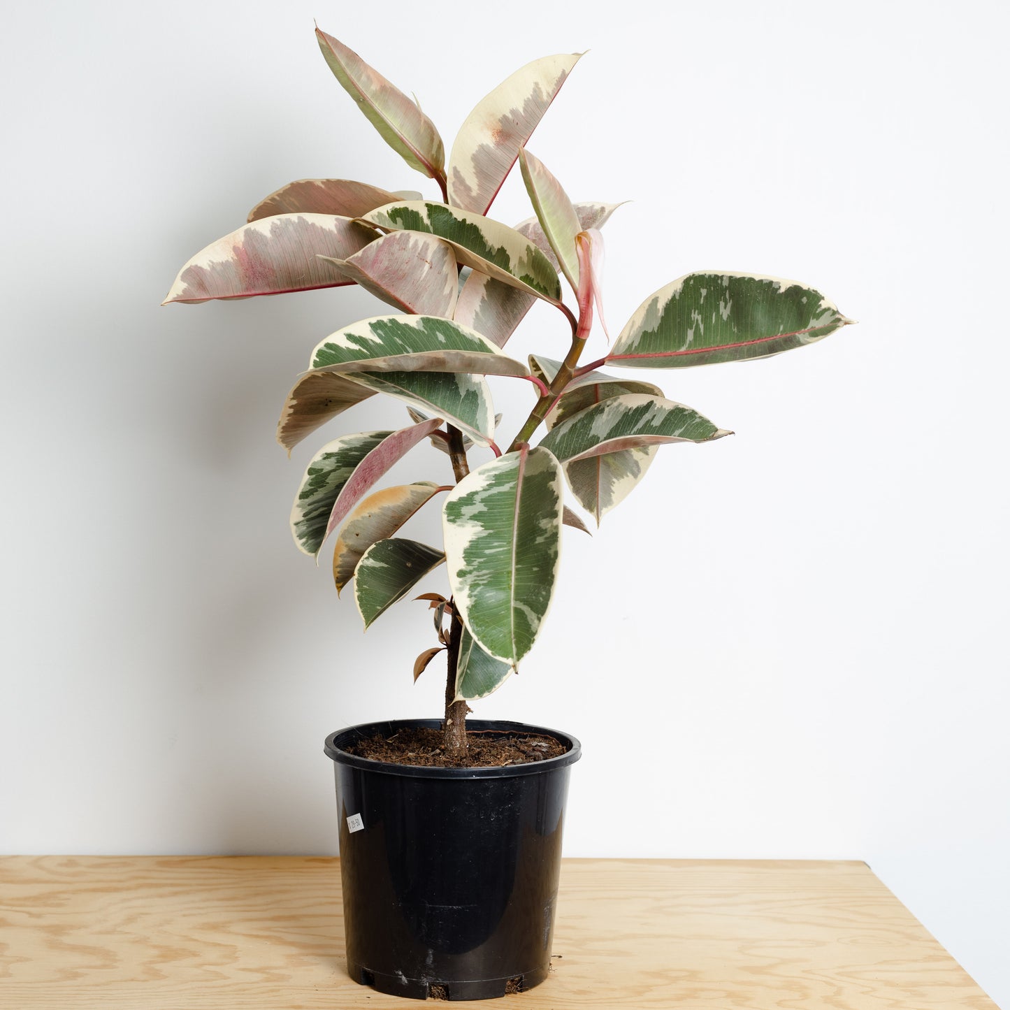 Ficus Tineke, Rubber tree (200mm Pot)