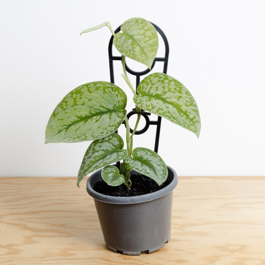 Silver Pothos, Scindapsus Pictus 'Argyraeus' (130mm Pot Size)