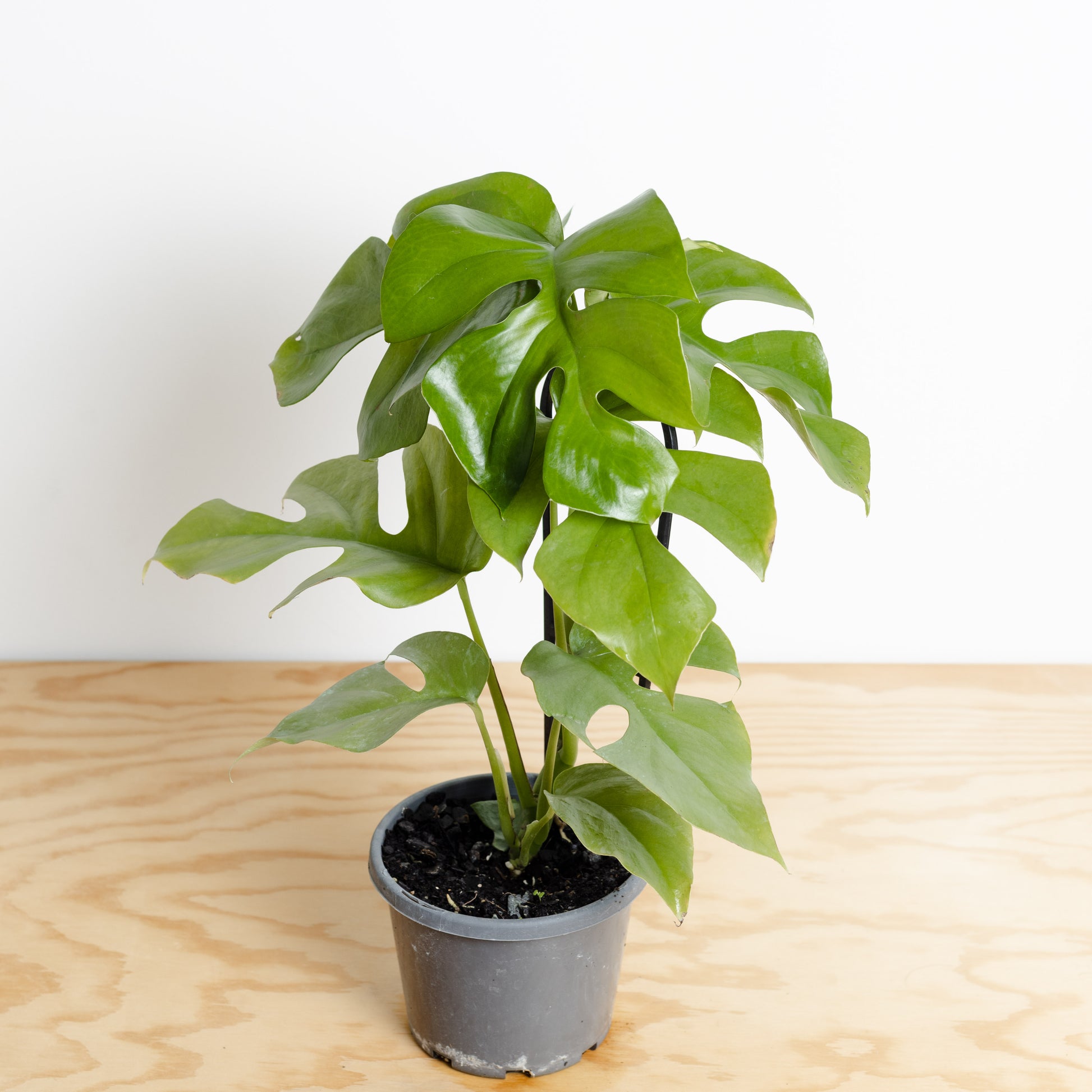 mini monstera trellis Rhaphidophora tetrasperma on trellis, 'Mini Monstera' (130mm Pot Size)
