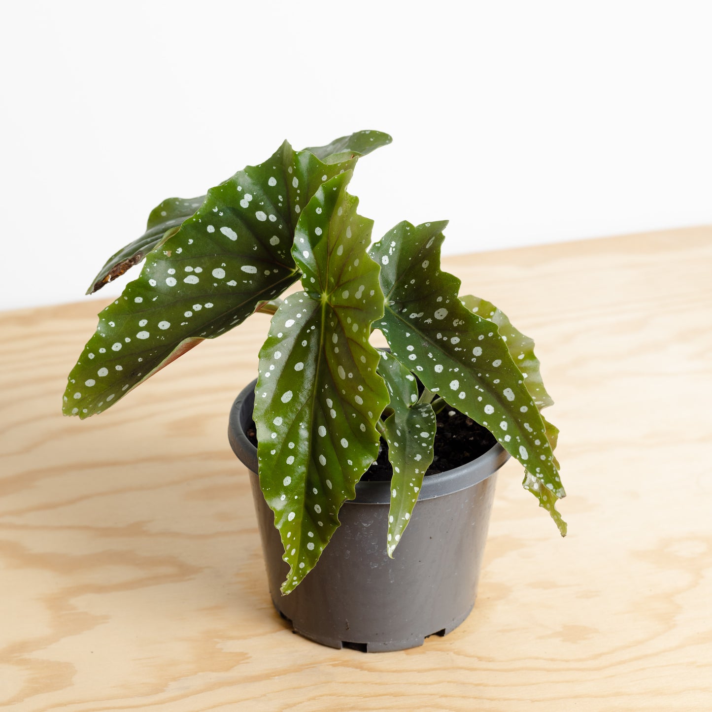 Begonia Maculata Wightii *Small Plant* (130mm Pot Size)