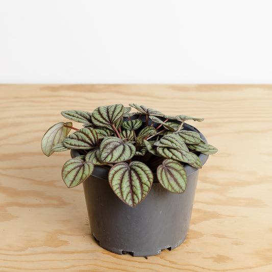 Peperomia Piccolo Banda (130mm Pot Size)