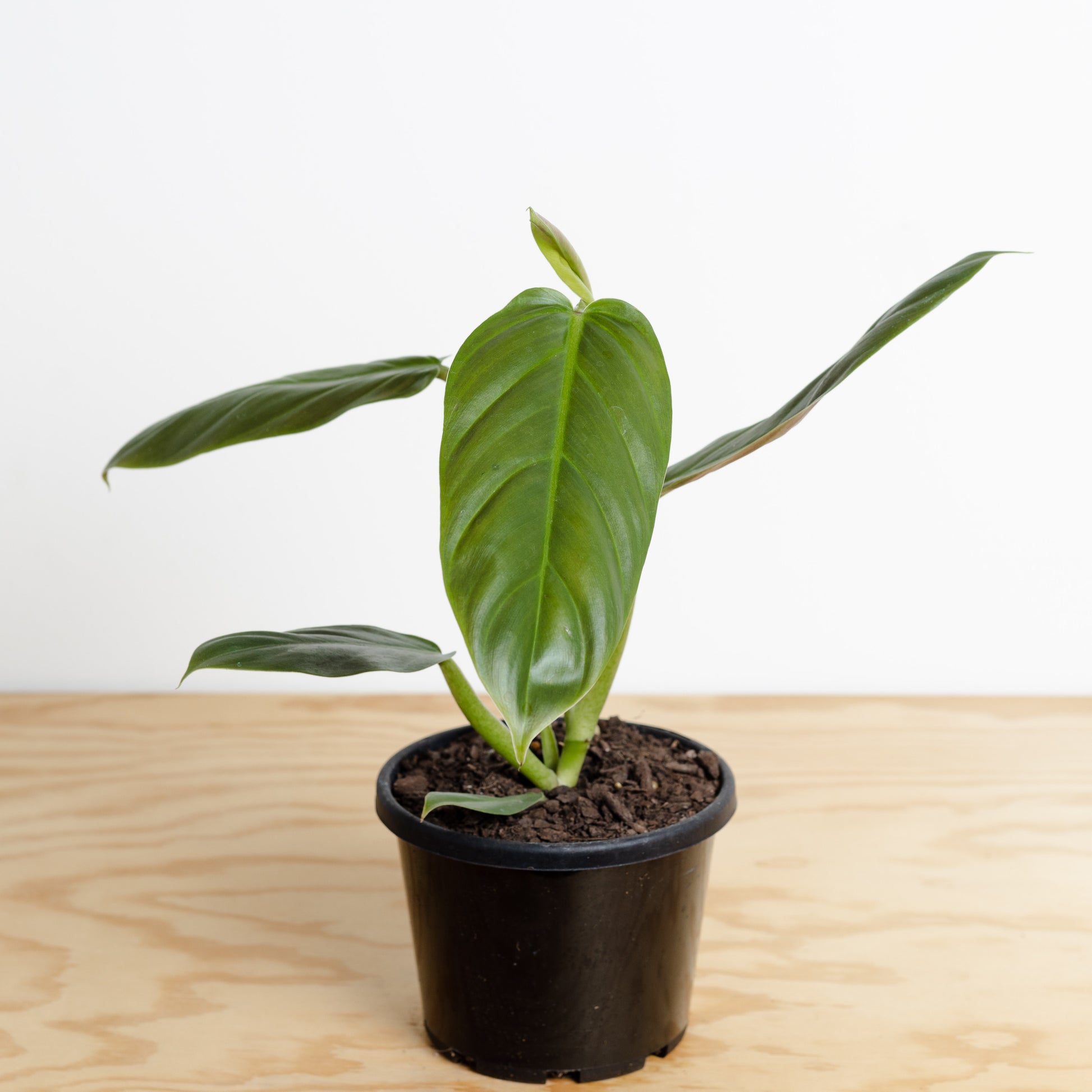 philodendron subhastatum price Philodendron Subhastatum *RARE* (130mm Pot Size) – Little Fox Lane