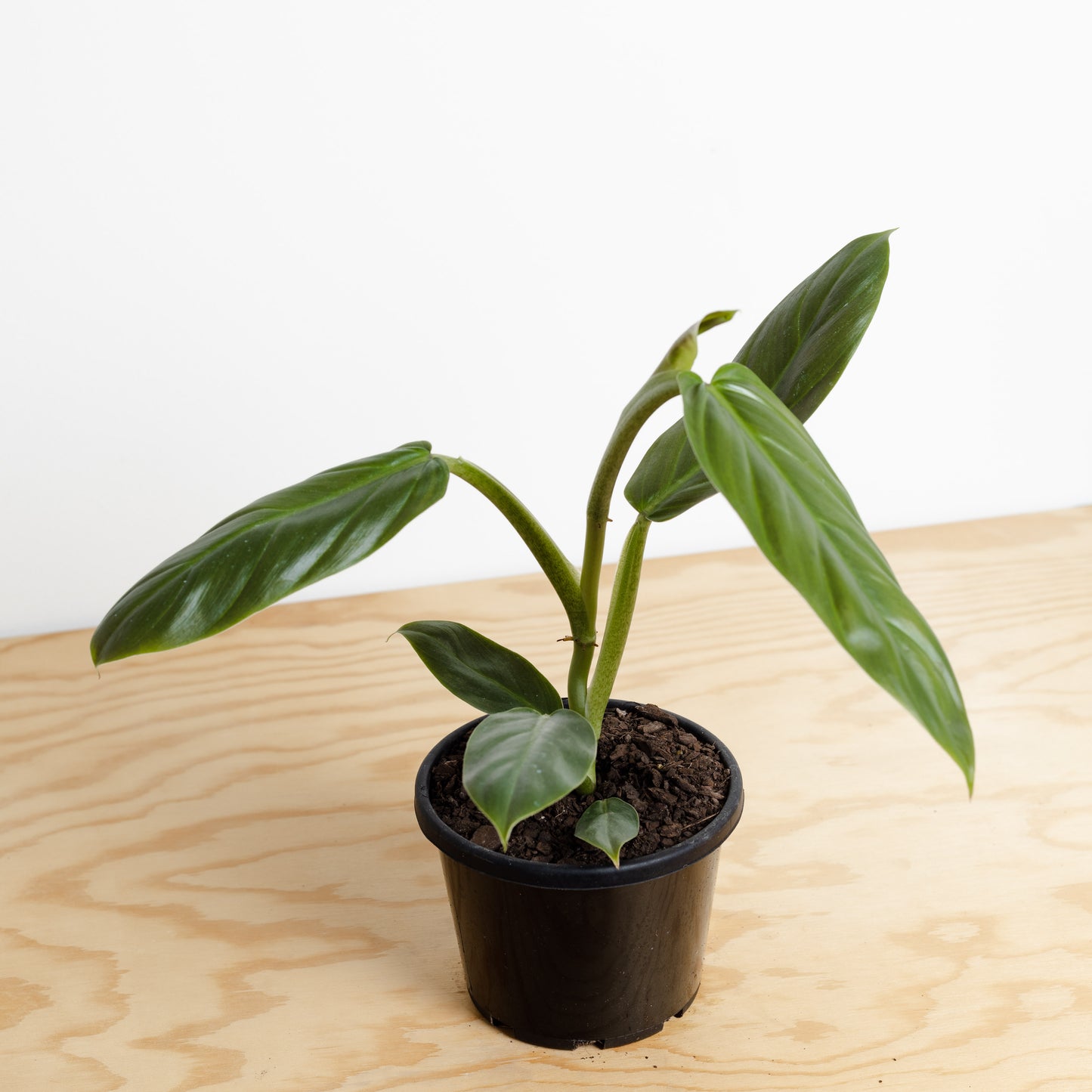 Philodendron Subhastatum *RARE* (130mm Pot Size)