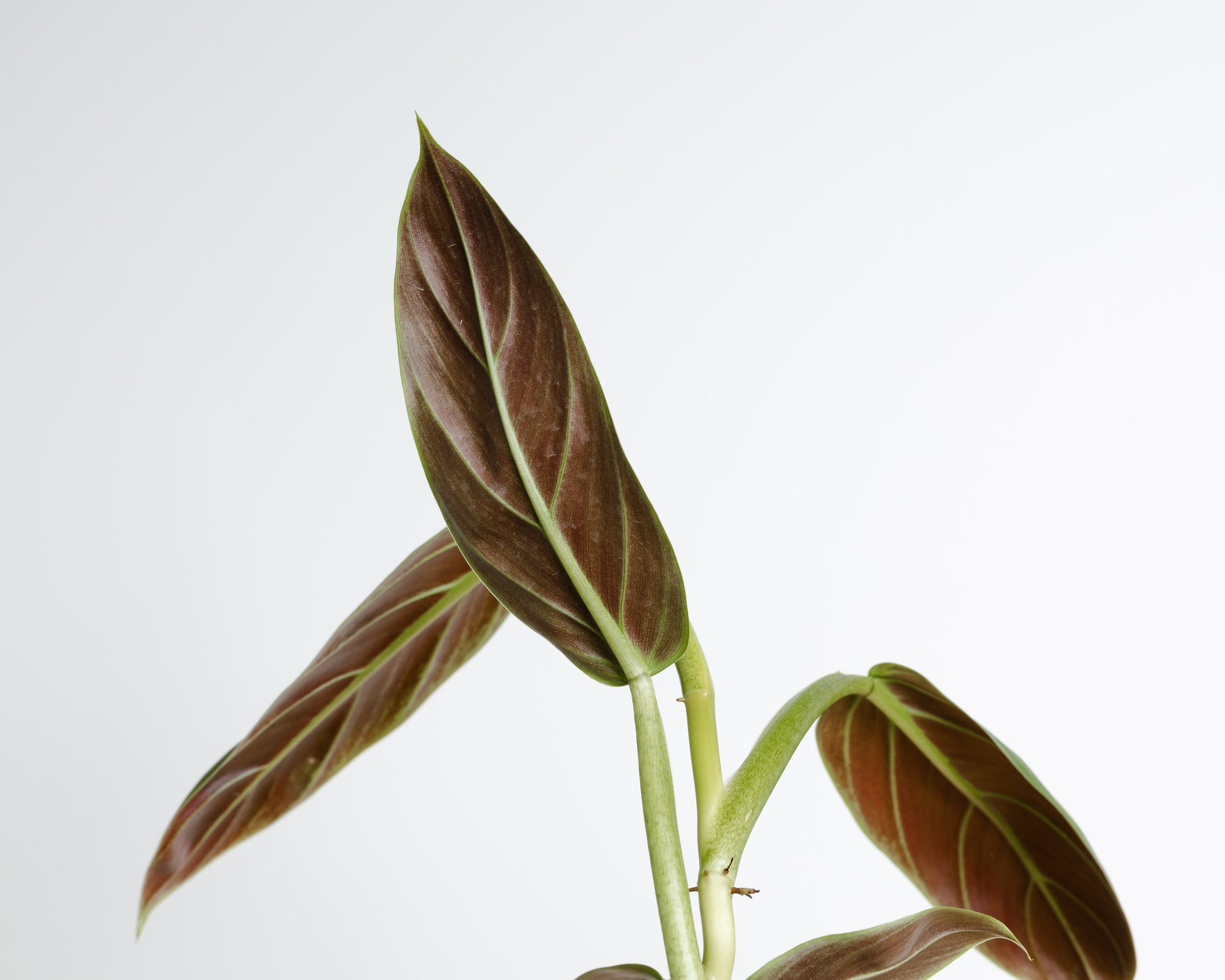 philodendron for sale brisbane Philodendron Subhastatum *RARE* (130mm Pot Size) – Little Fox Lane