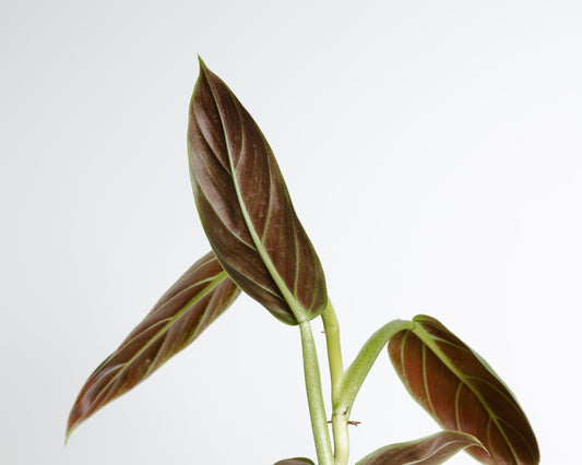 Philodendron Subhastatum *RARE* (130mm Pot Size)