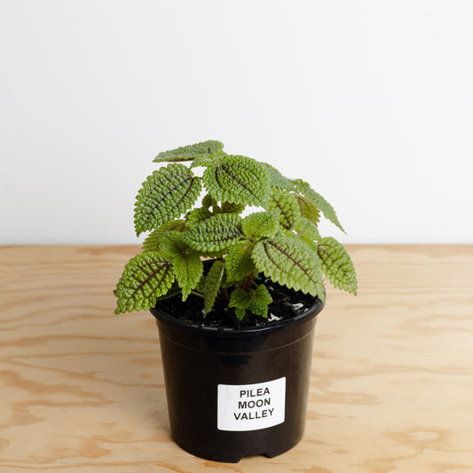 Pilea Involucrata Moon Valley