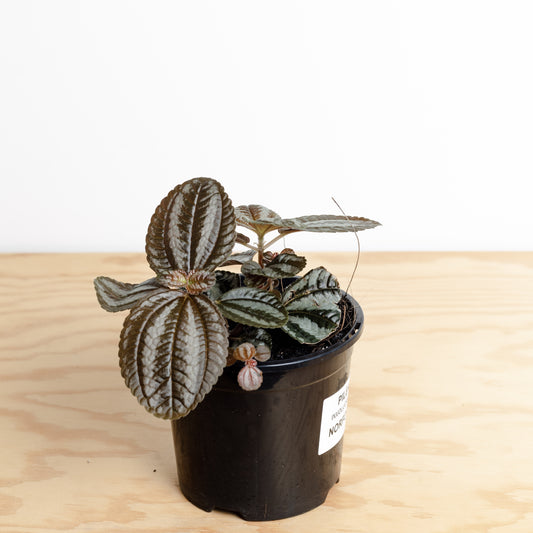 Pilea Involucrata Norfolk