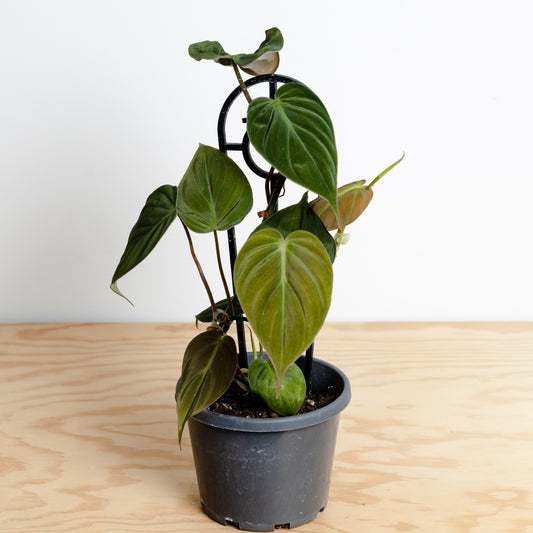 Philodendron Micans Velvet (120mm Pot Size)