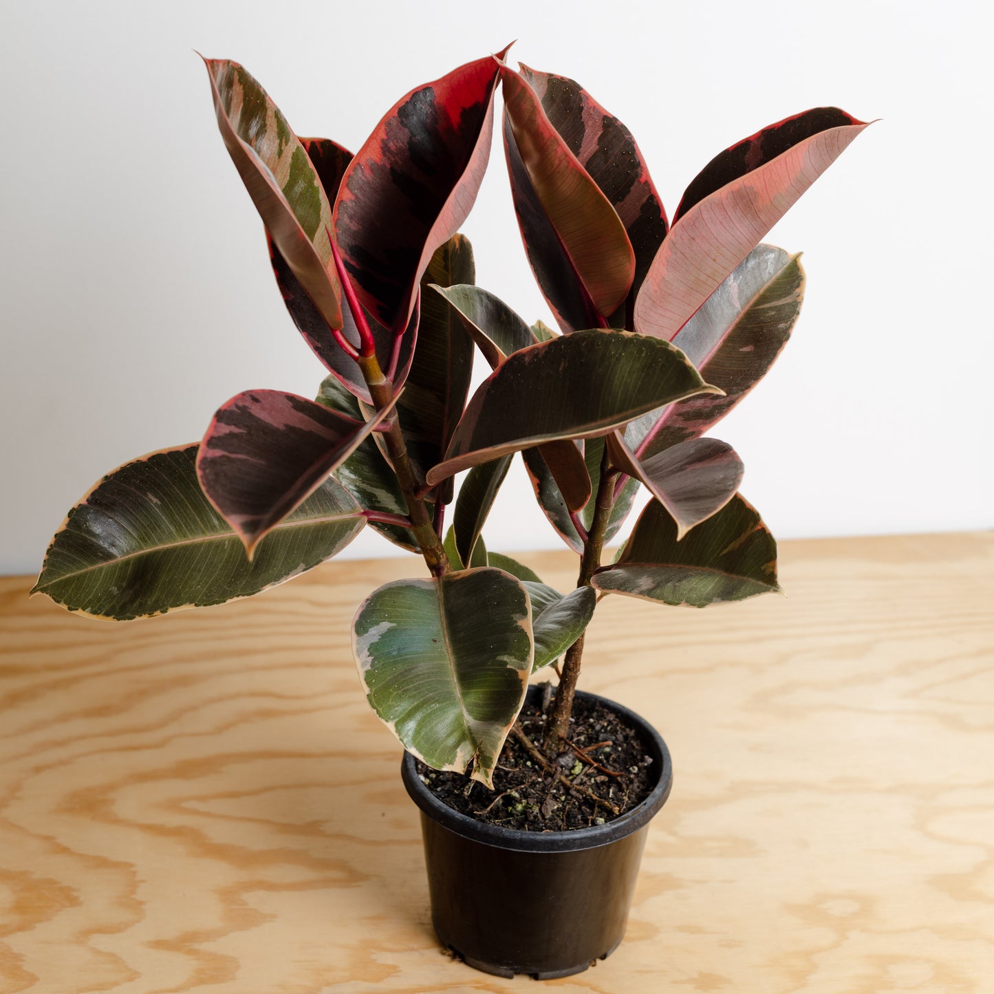Ficus Elastica, Ruby (130mm Pot Size)