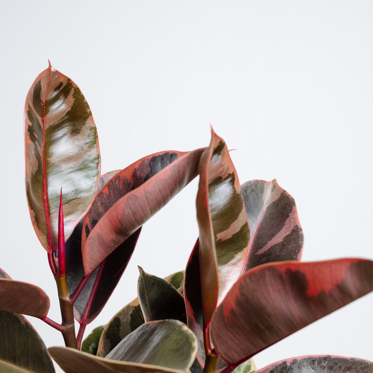 Ficus Elastica, Ruby (130mm Pot Size)