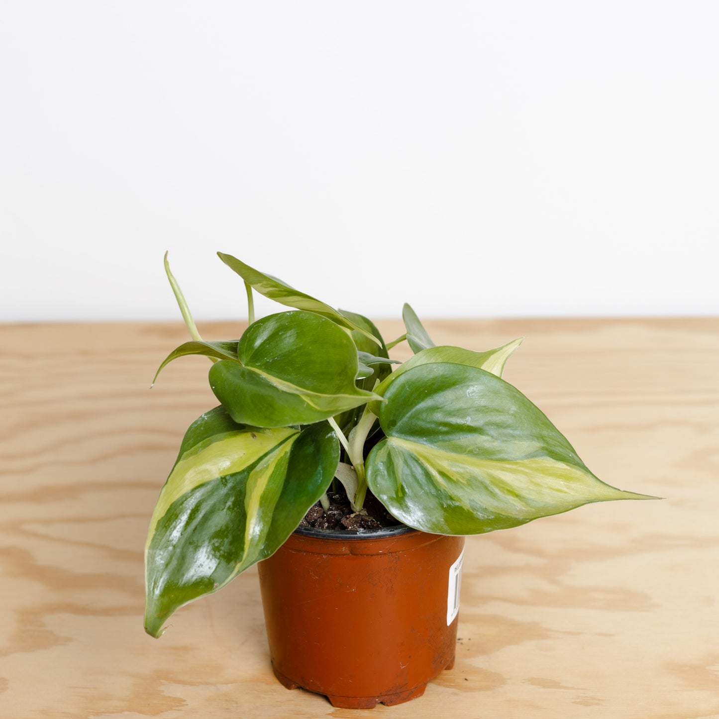 Philodendron Brazil (100mm pot)