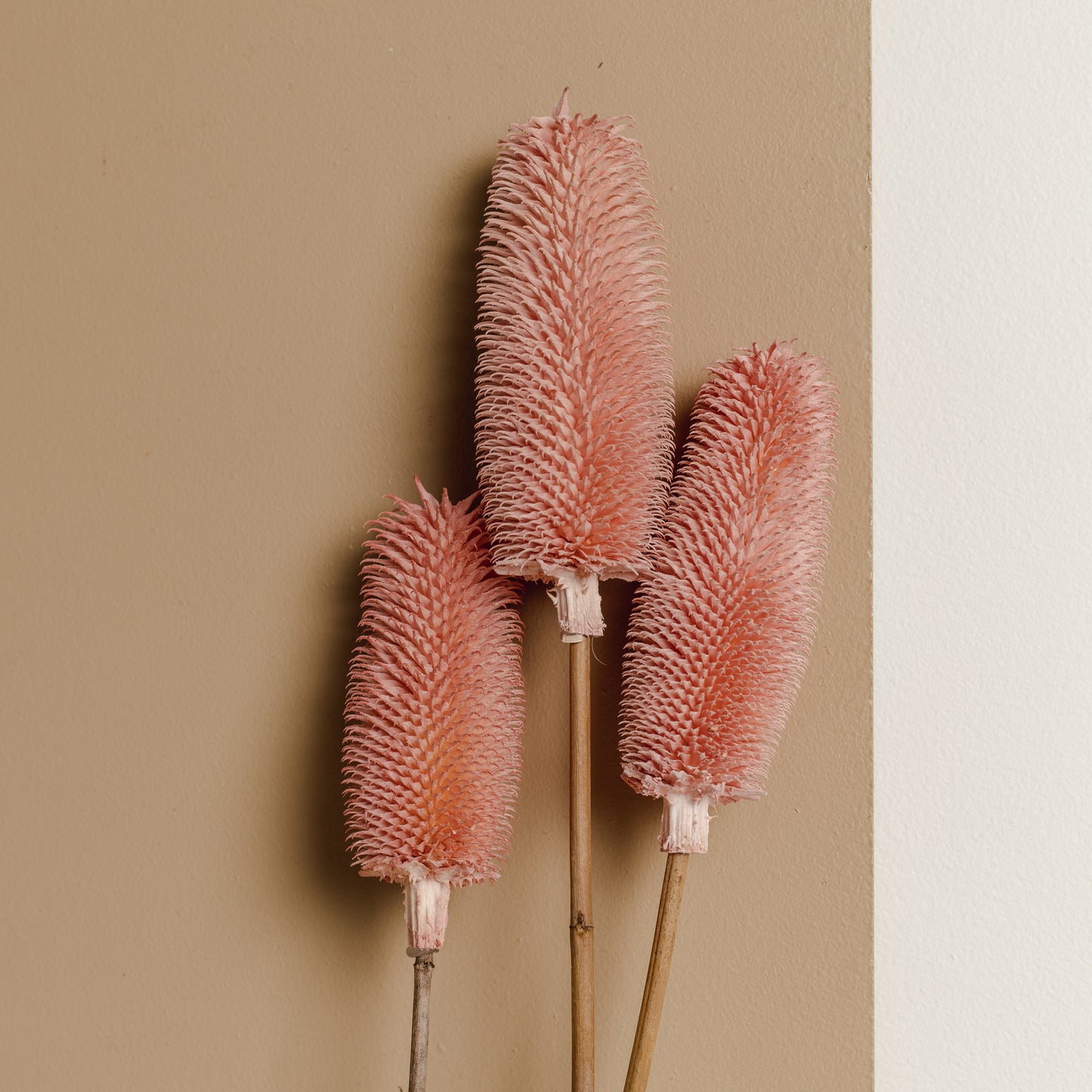 Brush Flower (Pink)