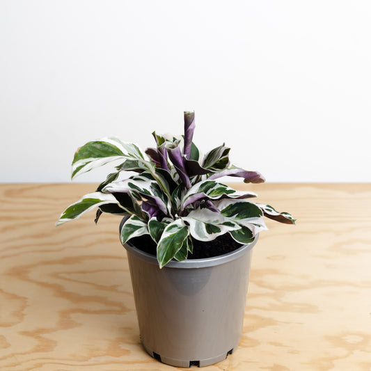 Calathea Leitzei, Fusion White (130mm pot size)