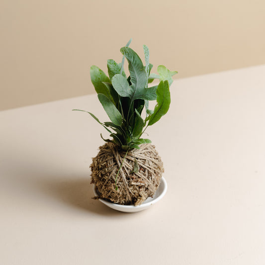Fern Mini Kokedama