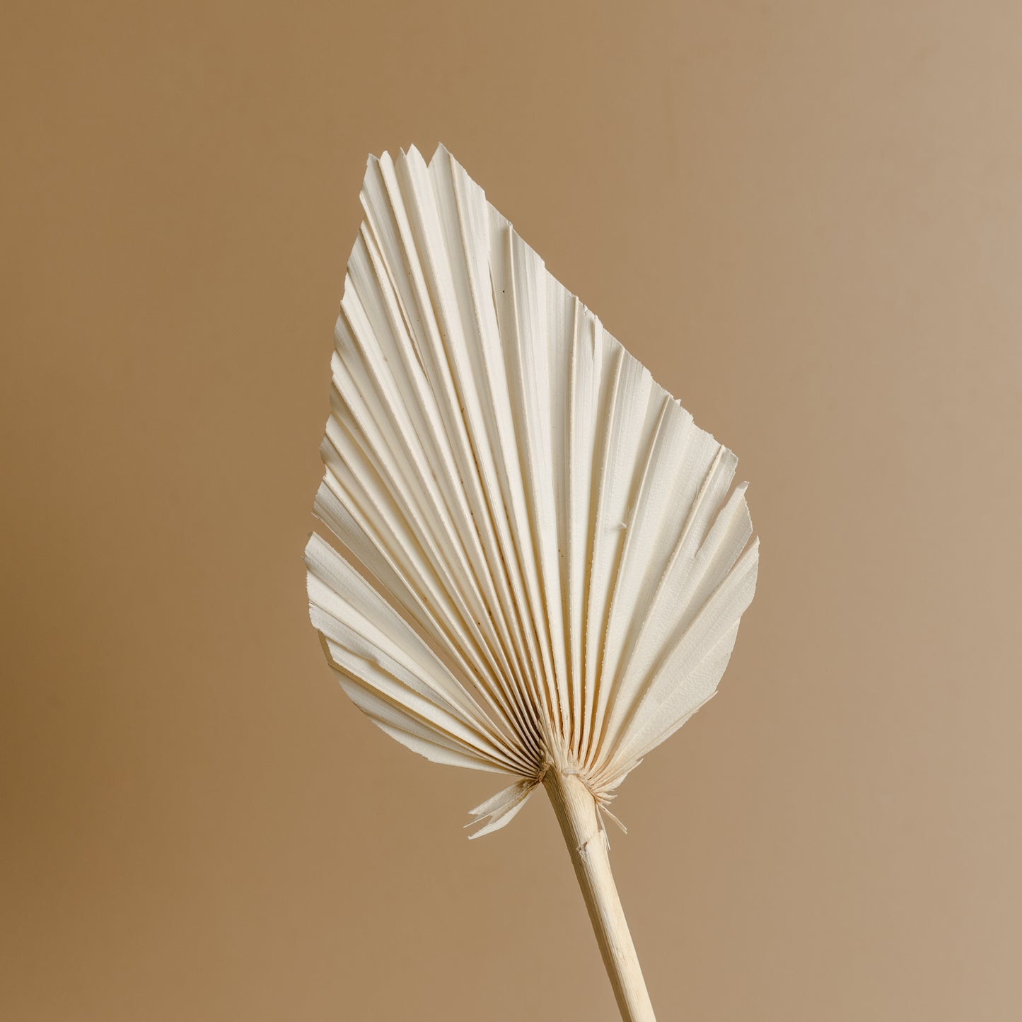 Dried Fan Palm Spear, White