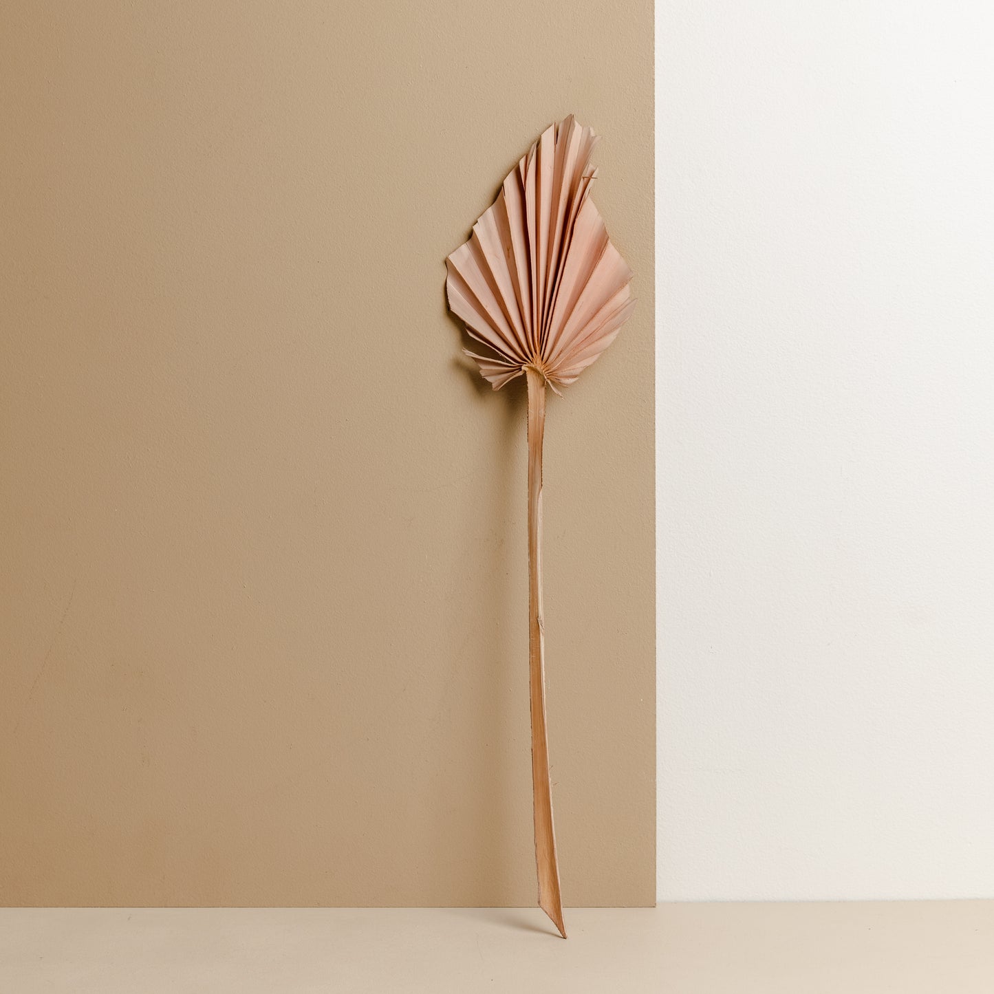 Dried Fan Palm Spear, Pastel Pink