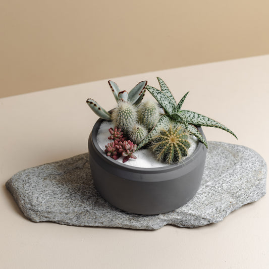 Grey Succulent Bowl, Style B