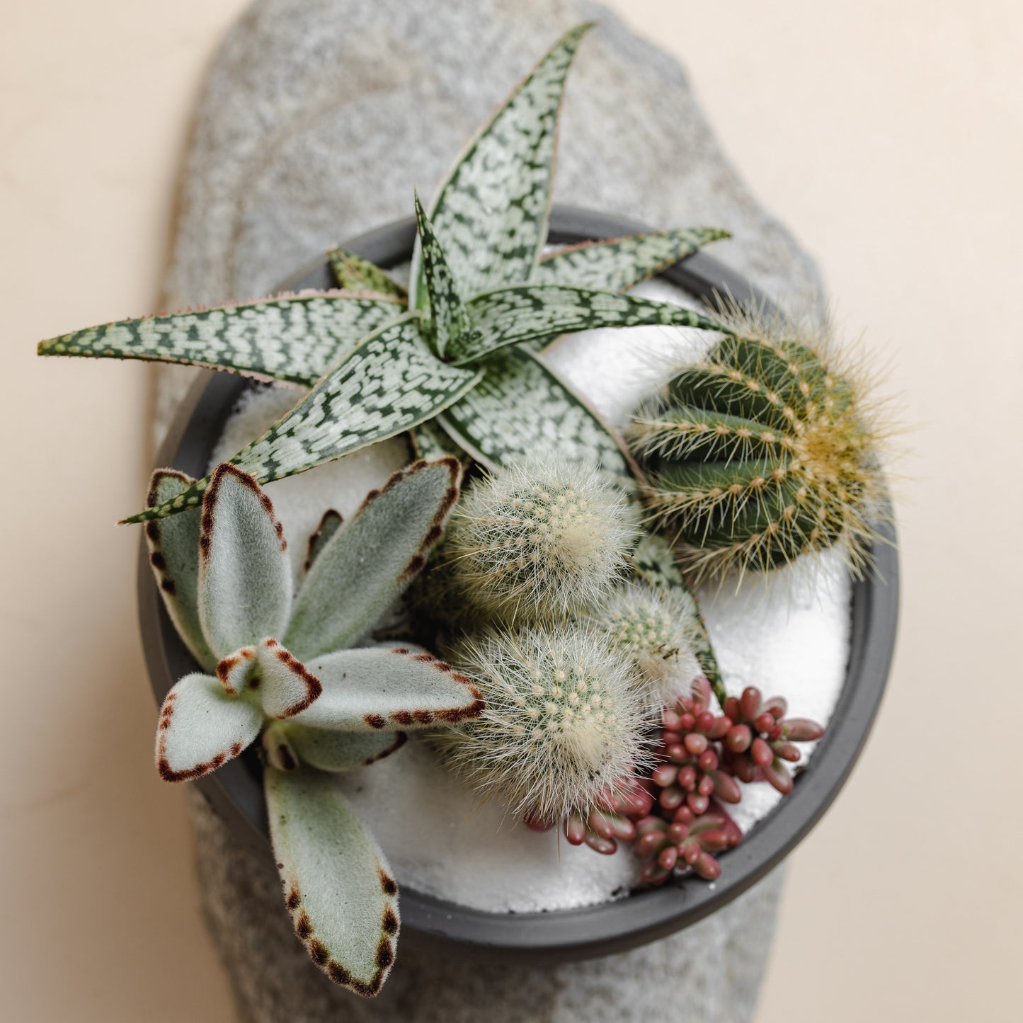 Grey Succulent Bowl, Style B