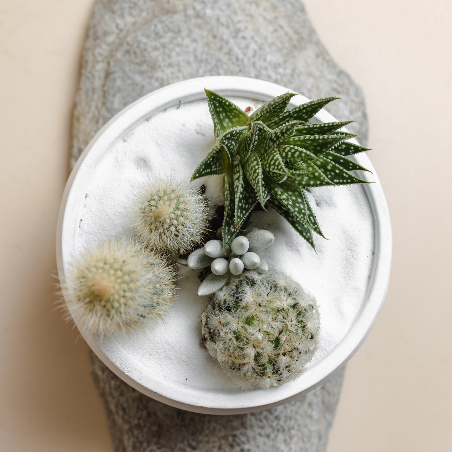 White Succulent Bowl, Style A