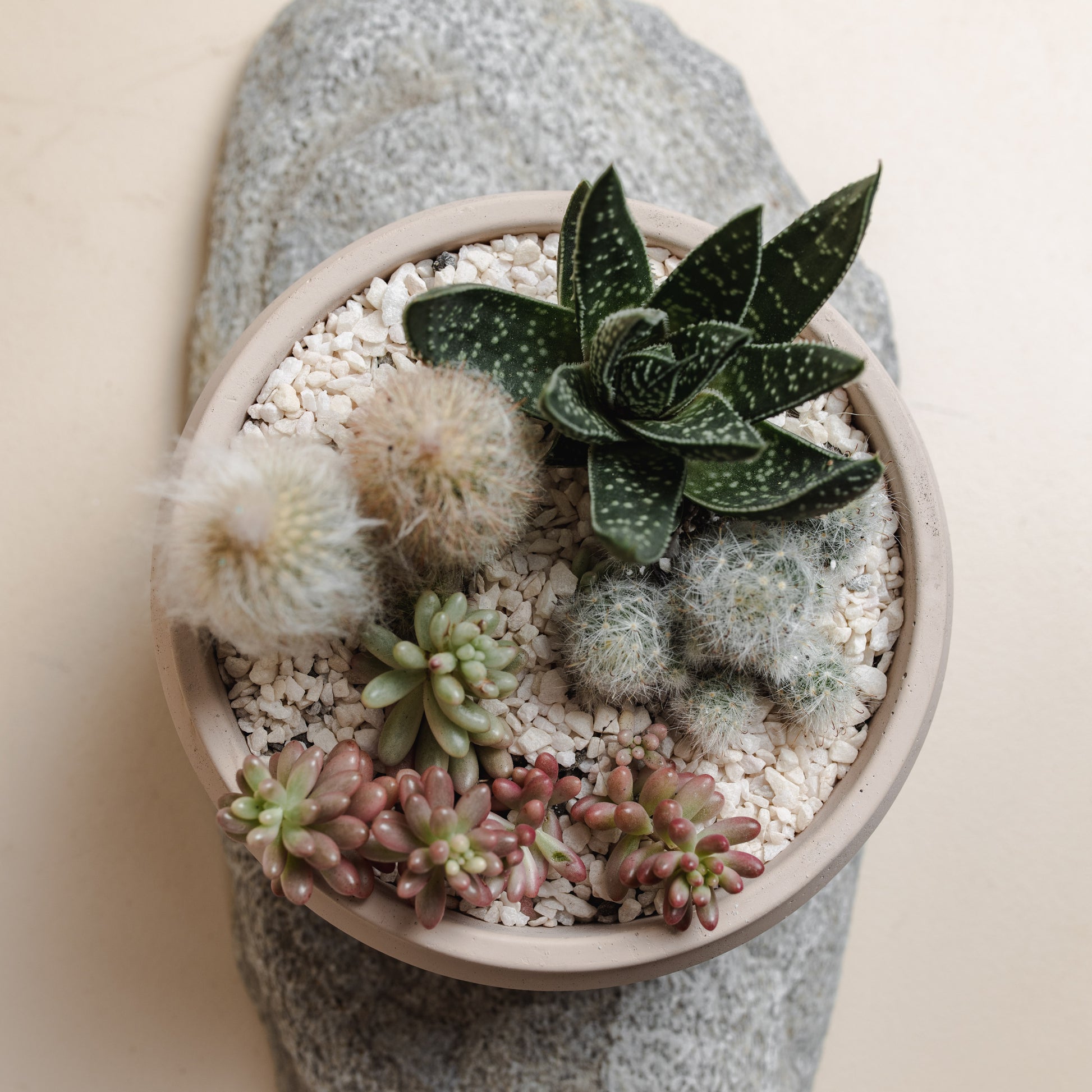 blush succulent Blush Succulent Bowl, Style A – Little Fox Lane