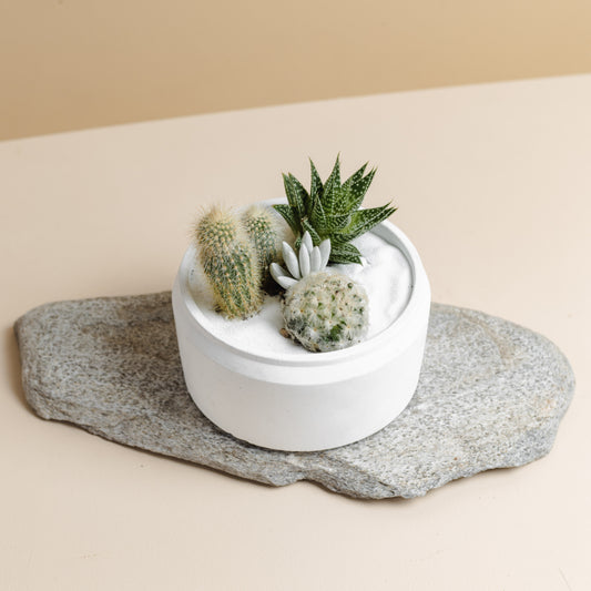 White Succulent Bowl, Style A